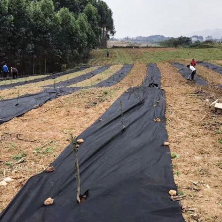 Agriculture vegetable Nonwoven Fabric for Plant cover-weed control-Anti-frost