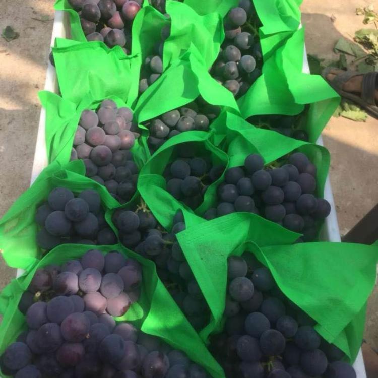 Factory wholesale Nonwoven fruit cover crop protection bags protective covers for fruit