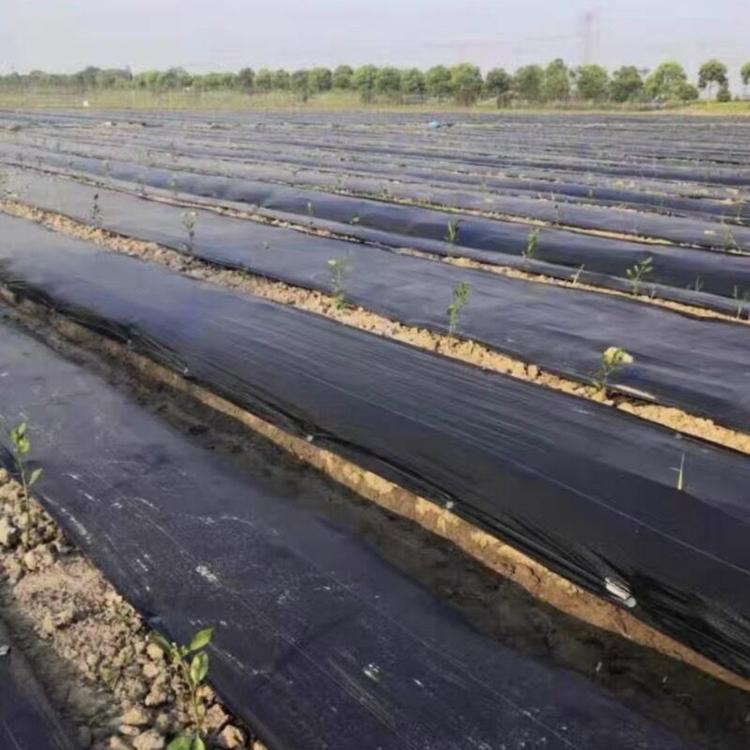 PP Nonwoven Fabric Geotextile Membrane for Agricultural